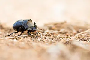 Corsica Prints: Marco image of an insect
