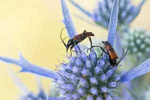 Images Dated 9th August 2019: Marco image of an insect