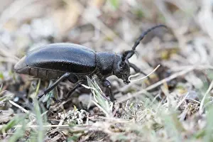 Images Dated 27th April 2015: Marco image of an insect