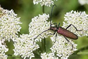 Images Dated 22nd July 2013: Marco image of an insect