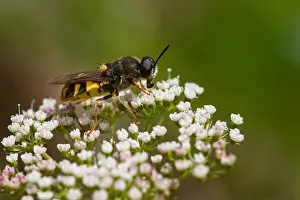 Slovenia Prints: Marco image of an insect