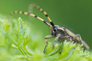 Images Dated 30th May 2015: Marco image of an insect