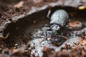 Images Dated 20th July 2015: Marco image of an insect
