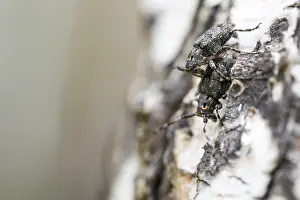 Images Dated 16th June 2019: Marco image of an insect