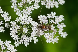 Images Dated 23rd July 2013: Marco image of an insect
