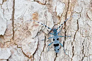 Bark Prints: Marco image of an insect