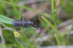 Images Dated 13th June 2017: Marco image of an insect