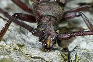 Images Dated 15th July 2013: Marco image of an insect