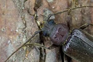 Marco image of an insect