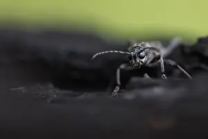 Images Dated 15th June 2019: Marco image of an insect