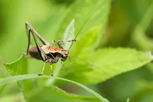 Images Dated 13th August 2019: Marco image of an insect