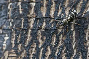 Images Dated 15th June 2019: Marco image of an insect