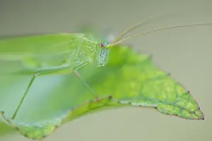 Images Dated 23rd July 2019: Marco image of an insect