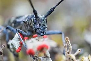 Images Dated 12th June 2016: Marco image of an insect