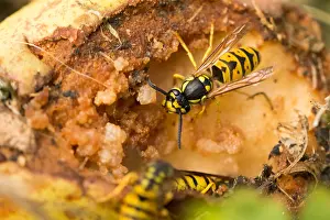 Images Dated 25th August 2019: Marco image of an insect