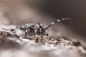 Images Dated 17th June 2019: Marco image of an insect