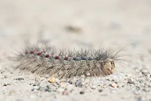 Images Dated 21st May 2015: Marco image of an insect