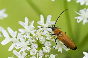 Images Dated 26th July 2013: Marco image of an insect