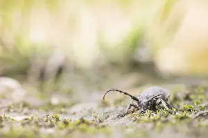 Images Dated 20th June 2019: Marco image of an insect