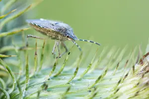 Slovenia Prints: Marco image of an insect
