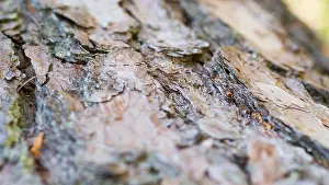 Images Dated 13th April 2014: Marco image of an insect