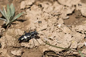 Images Dated 25th May 2015: Marco image of an insect
