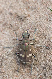 Images Dated 17th July 2013: Marco image of an insect
