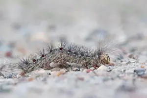 Images Dated 21st May 2015: Marco image of an insect