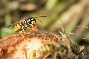 Images Dated 25th August 2019: Marco image of an insect