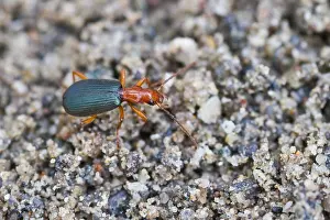 Images Dated 7th August 2013: Marco image of an insect