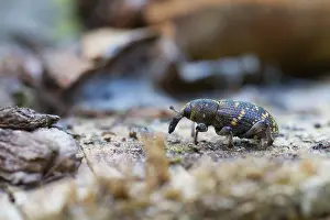 Images Dated 16th July 2013: Marco image of an insect