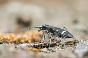Wirbellose Prints: Marco image of an insect