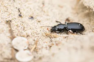 Images Dated 20th September 2019: Marco image of an insect