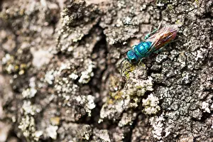 Images Dated 18th May 2019: Marco image of an insect