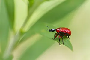 Images Dated 31st July 2013: Marco image of an insect