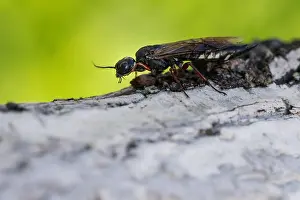 Images Dated 19th June 2019: Marco image of an insect