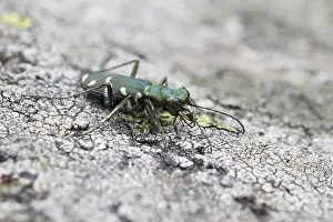 Images Dated 24th June 2017: Marco image of an insect