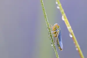 Images Dated 22nd July 2015: Marco image of an insect