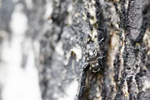 Images Dated 16th June 2019: Marco image of an insect