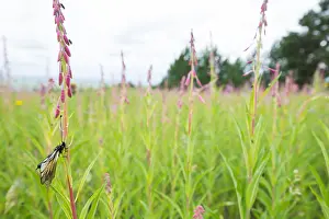 Images Dated 26th June 2019: Marco image of an insect