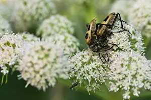 Images Dated 6th August 2019: Marco image of an insect