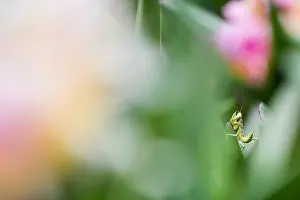 Corsica Prints: Marco image of an insect