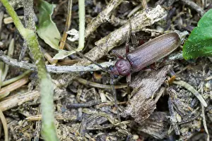 Images Dated 26th July 2013: Marco image of an insect