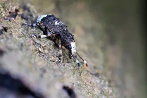 Images Dated 11th July 2013: Marco image of an insect