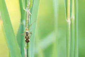 Romania Prints: Marco image of an insect