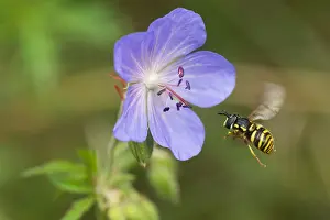 Images Dated 19th August 2019: Marco image of an insect