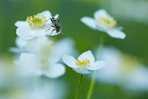 Images Dated 19th June 2019: Marco image of an insect