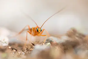 Images Dated 23rd September 2019: Marco image of an insect