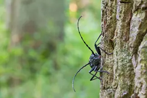 Images Dated 17th June 2013: Marco image of an insect