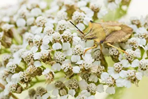 Images Dated 1st August 2019: Marco image of an insect